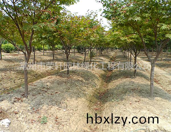 苗圃基地紅楓養(yǎng)護(hù)