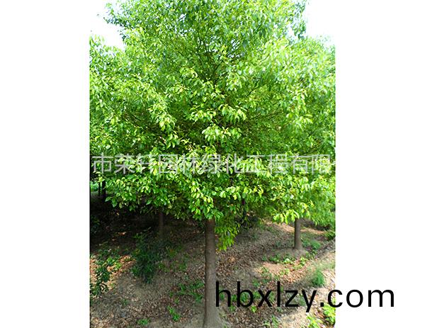 苗圃基地香樟養(yǎng)護(hù)