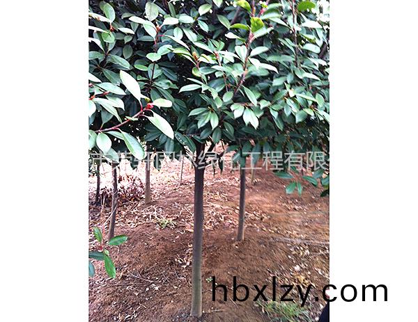 紅葉石楠樹(shù)